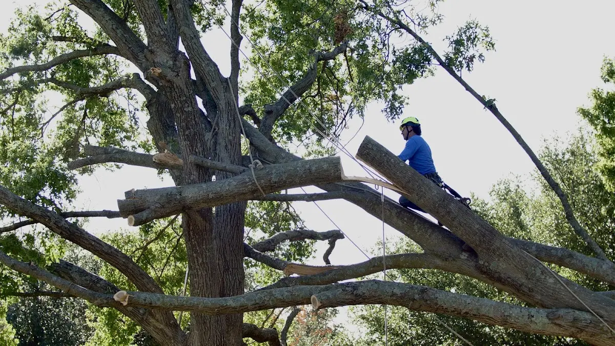 Professional Crown Thinning performed by certified arborists in Rudolph